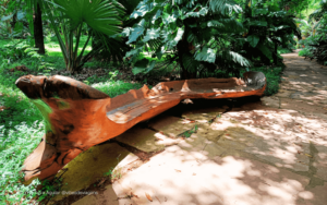 Inhotim: O Encantador Encontro da Arte com a Natureza