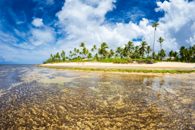 O que fazer na Praia do Forte/BA
